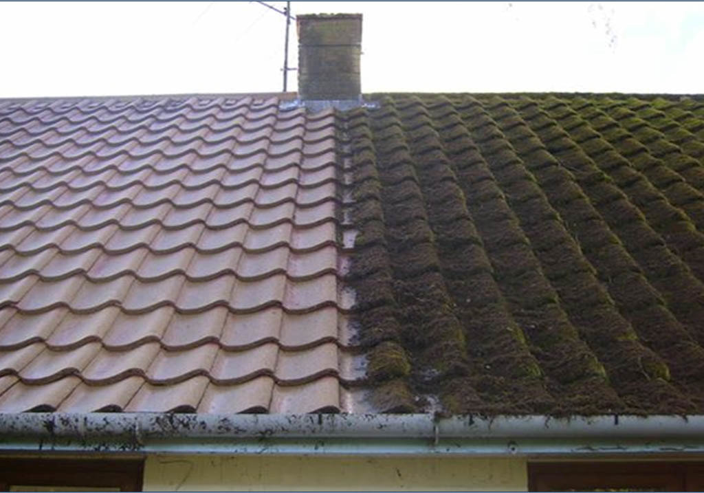 moss removal preston